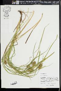 Carex squarrosa image