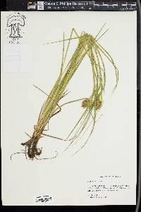 Carex squarrosa image