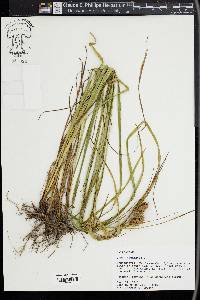 Carex squarrosa image