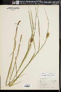 Carex squarrosa image