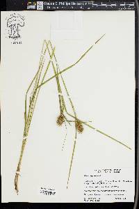 Carex squarrosa image