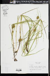 Carex squarrosa image