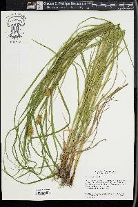 Carex squarrosa image