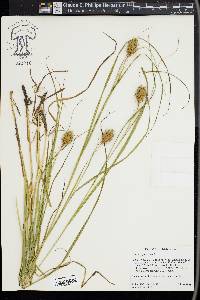 Carex squarrosa image