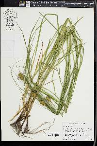 Carex squarrosa image