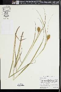 Carex squarrosa image