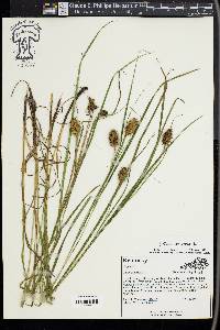 Carex squarrosa image