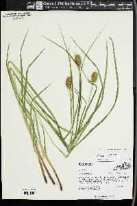 Carex squarrosa image