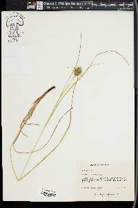 Carex squarrosa image