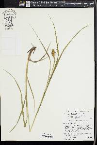 Carex squarrosa image