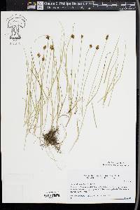 Carex duriuscula image