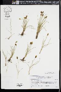 Carex duriuscula image