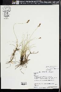 Carex duriuscula image