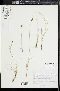 Carex duriuscula image