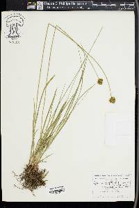 Carex stenoptila image