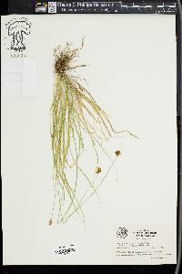 Carex stenoptila image