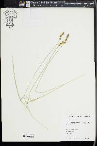 Carex sterilis image