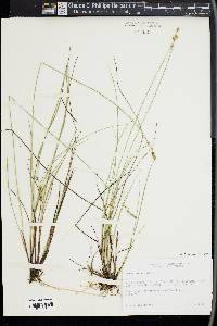 Carex sterilis image