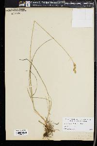 Carex straminea image