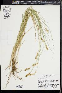 Carex straminea image