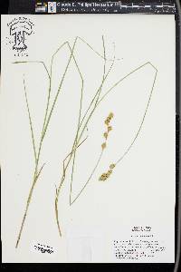 Carex straminea image