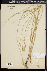 Carex straminea image