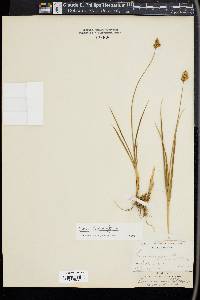 Carex straminiformis image