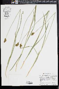 Carex straminiformis image