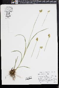 Carex straminiformis image