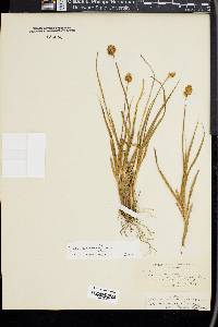 Carex straminiformis image