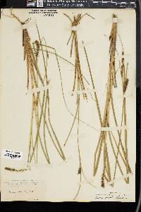 Carex striata image