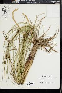 Carex striata image