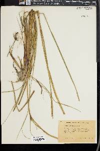 Carex striata image