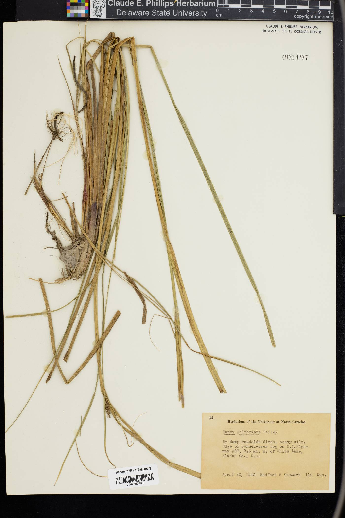 Carex striata image