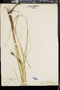 Carex striata image