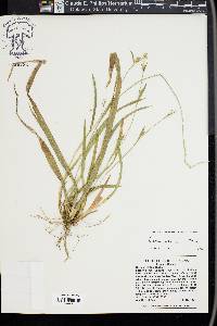 Carex striatula image