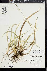 Carex striatula image