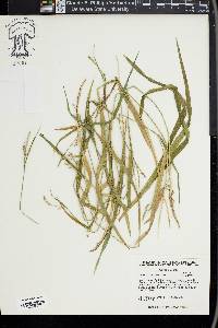 Carex striatula image