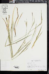 Carex striatula image