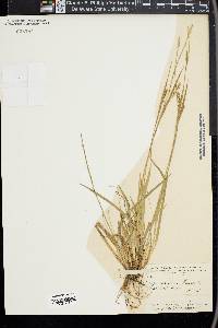 Carex striatula image