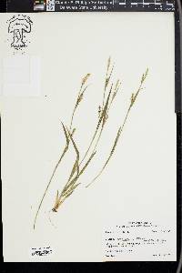 Carex striatula image