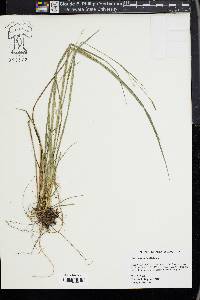 Carex striatula image