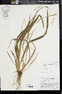 Carex striatula image