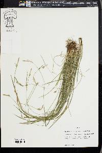 Carex styloflexa image