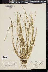 Carex styloflexa image