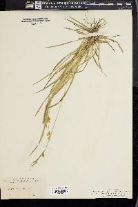 Carex styloflexa image