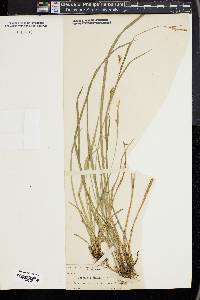 Carex styloflexa image