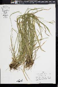 Carex styloflexa image