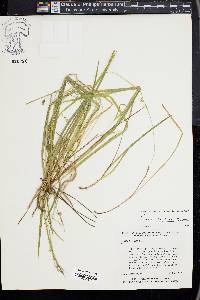 Carex styloflexa image