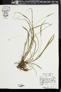 Carex styloflexa image